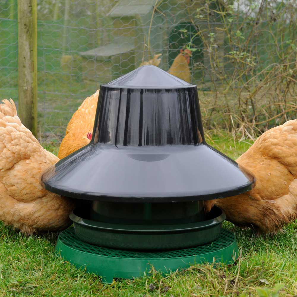 King 25kg Poultry Feeder with Rainhat with hens