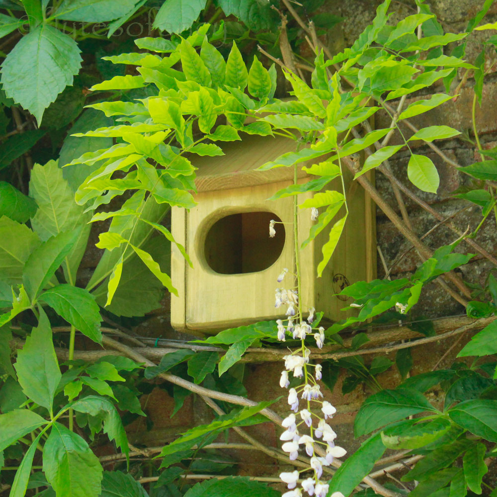 Green Blackbird Nesting Box