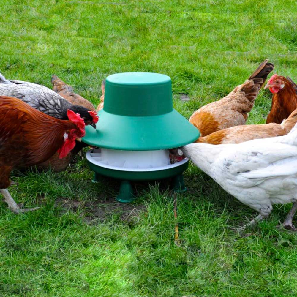 Blenheim Chicken Feeder with Chickens