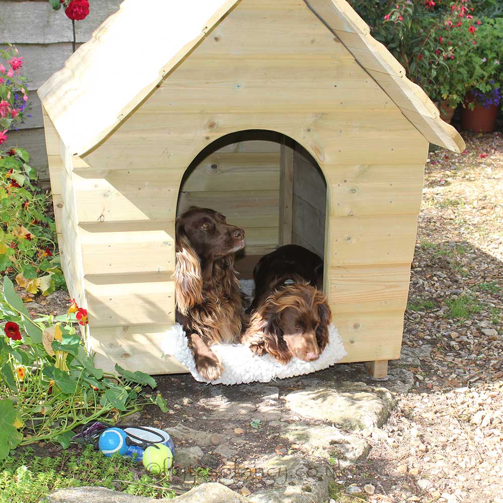 Fly & Fern love the Buckland Kennel