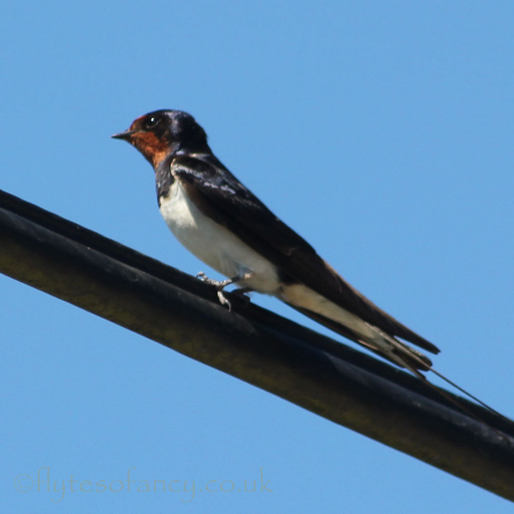 Swallow on the wire