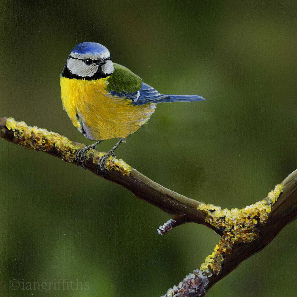 Blue Tit on a Branch Print