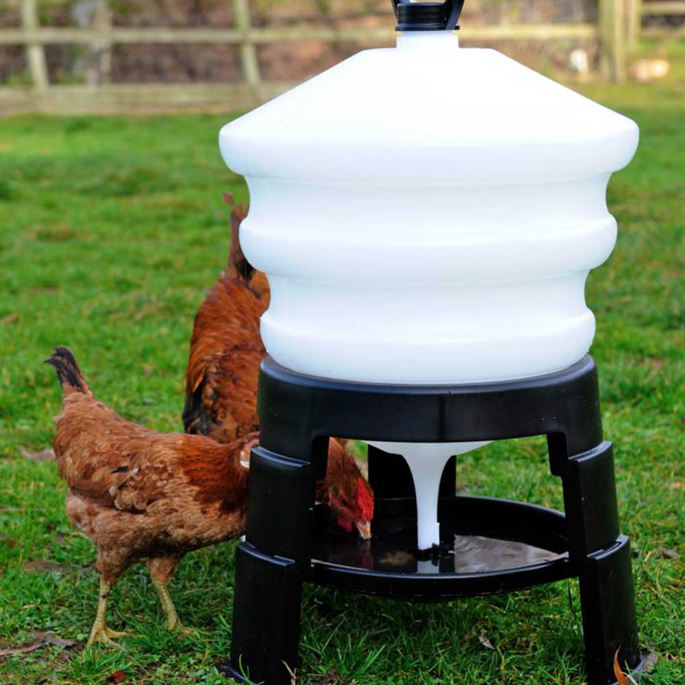 30 litre Honeypot Poultry Drinker with Chickens