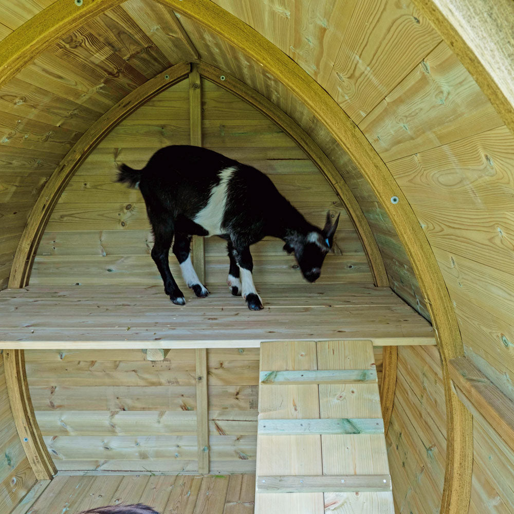 Platform in the Pygmy Goat Shelter
