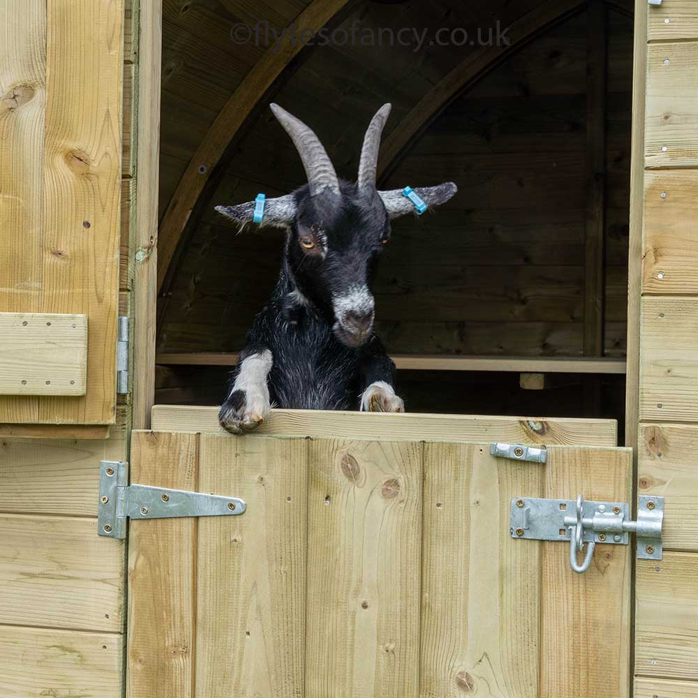 Arched Pygmy Goat House with Stable Door