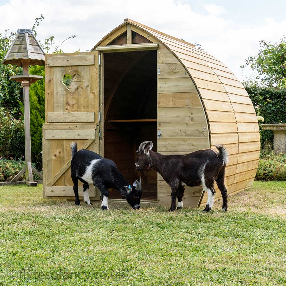 Arched Pygmy Goat House with Stable Door, and goats