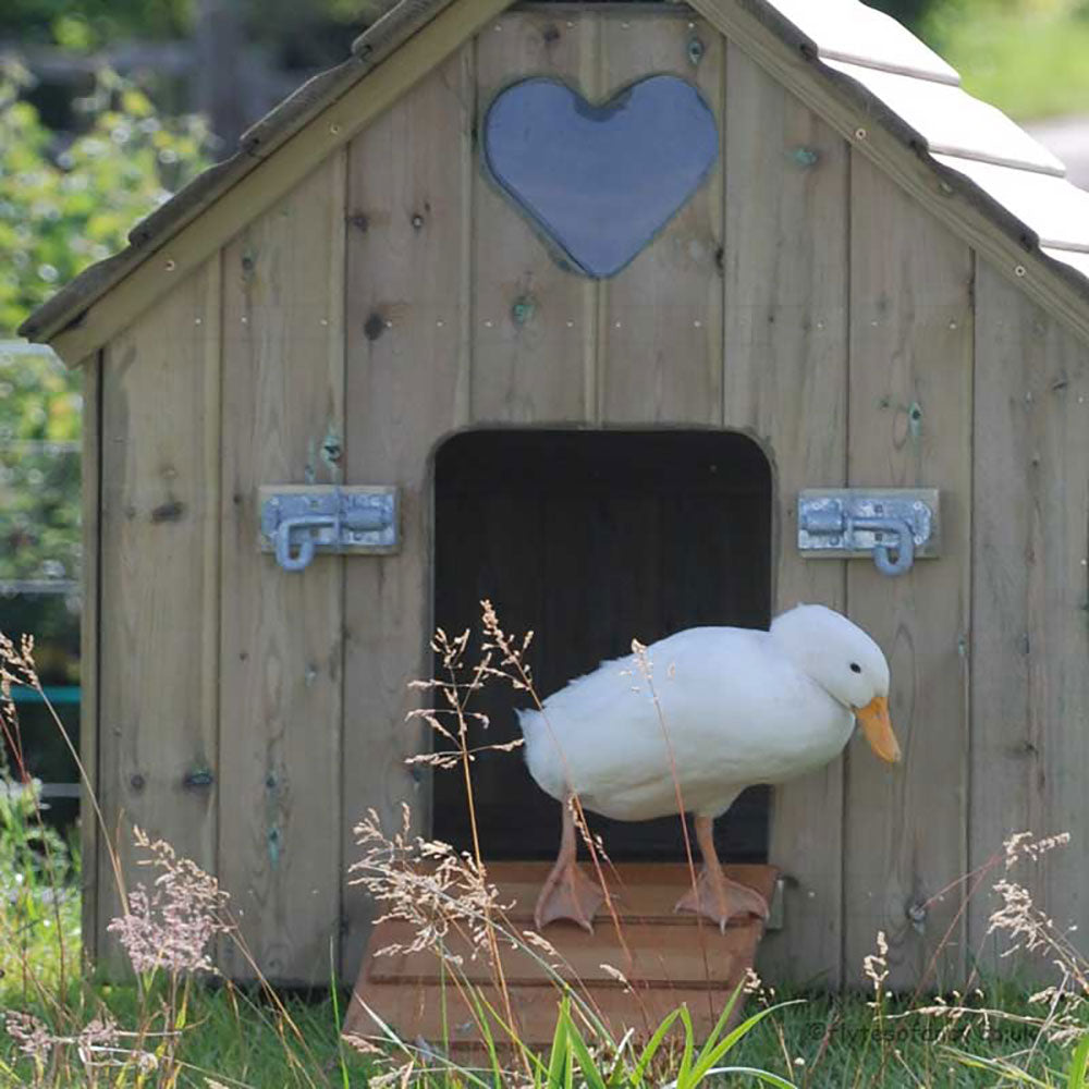 Duck on the ramp of Small Classic Duck House