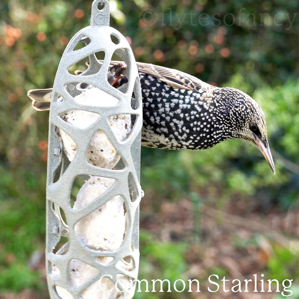 Common Starling