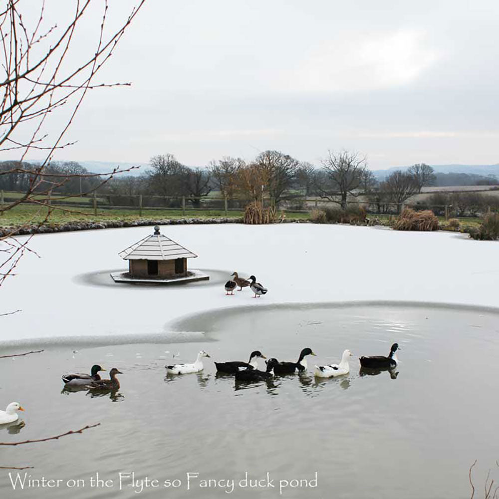 Floating Duck Lodge on the pond in winter