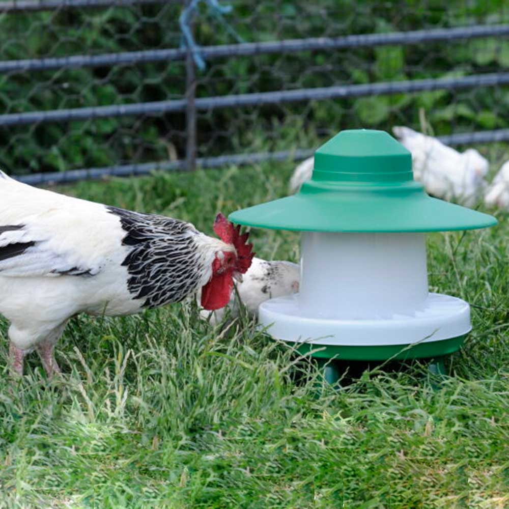 Ascot Chicken Feeder with chickens