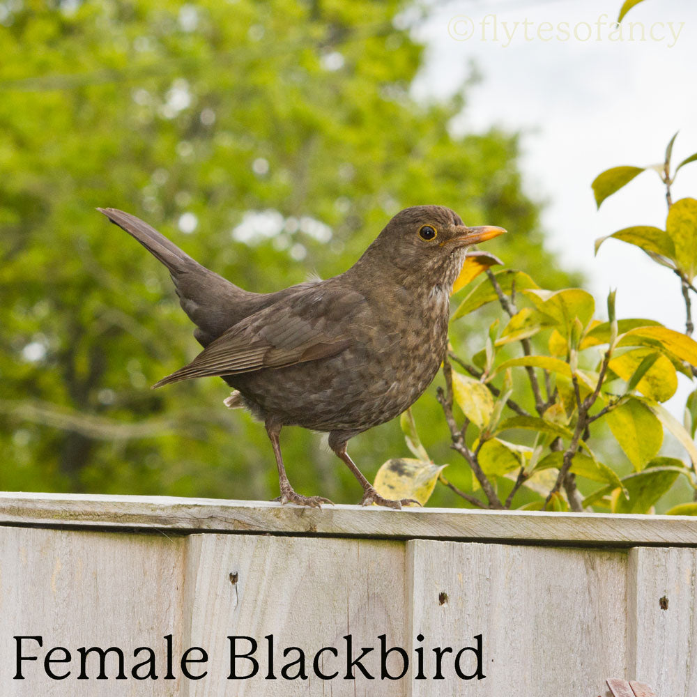 CJW Open-Fronted Blackbird Nest Box