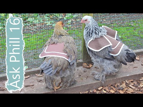 Video of fitting a poultry saddle