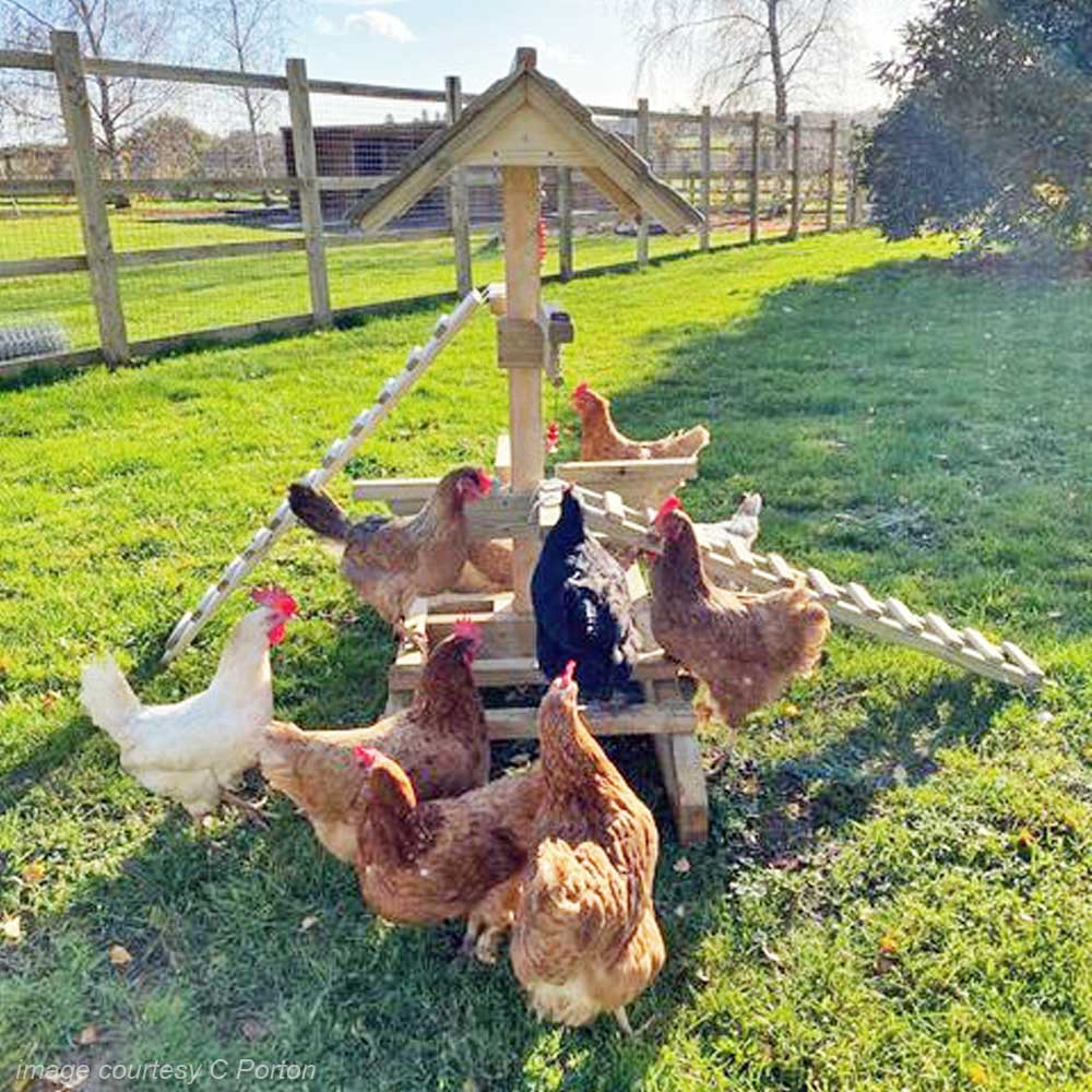 Chicken Jungle Gym with chickens