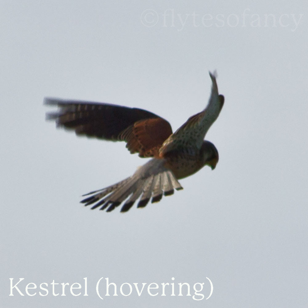 Hovering Kestrel