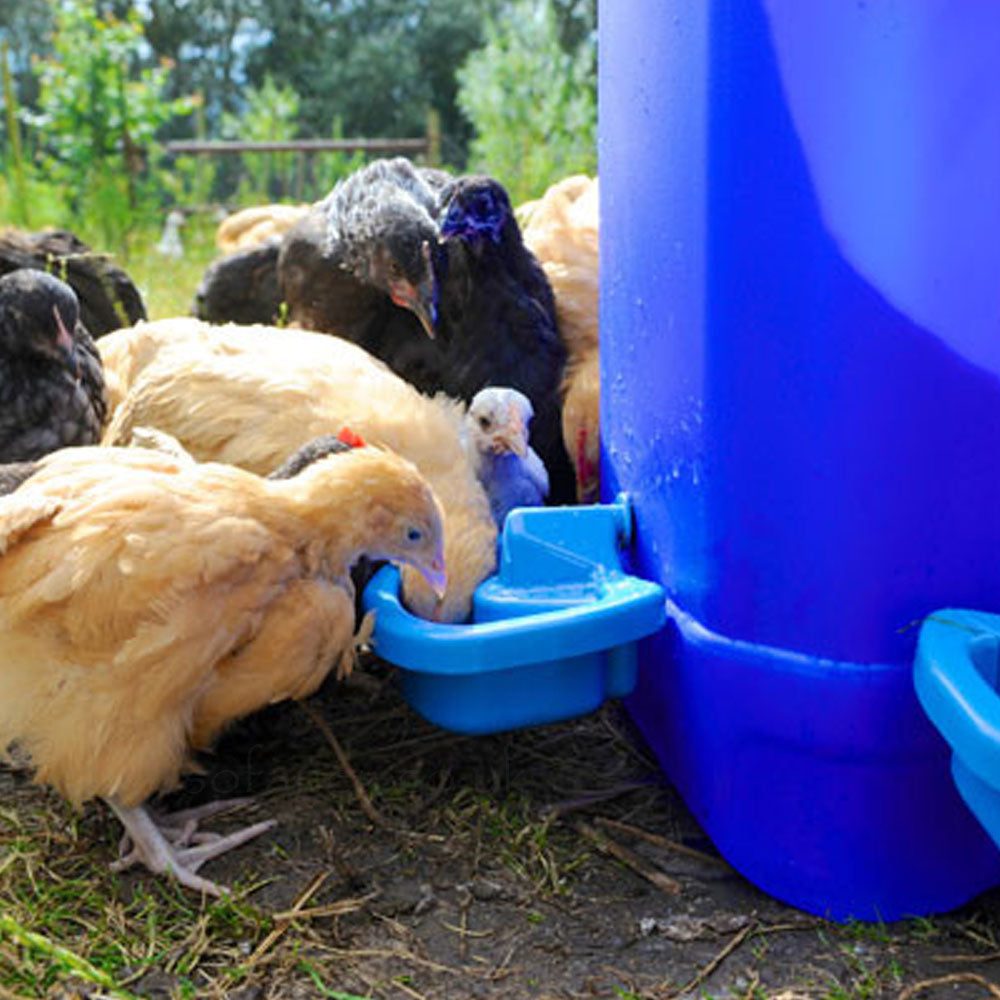 Maxi Cup Chicken Auto Drinker with young birds