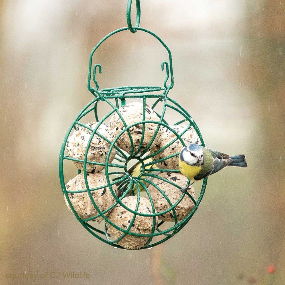 Metal Fat Ball Feeding Ring with blue tit