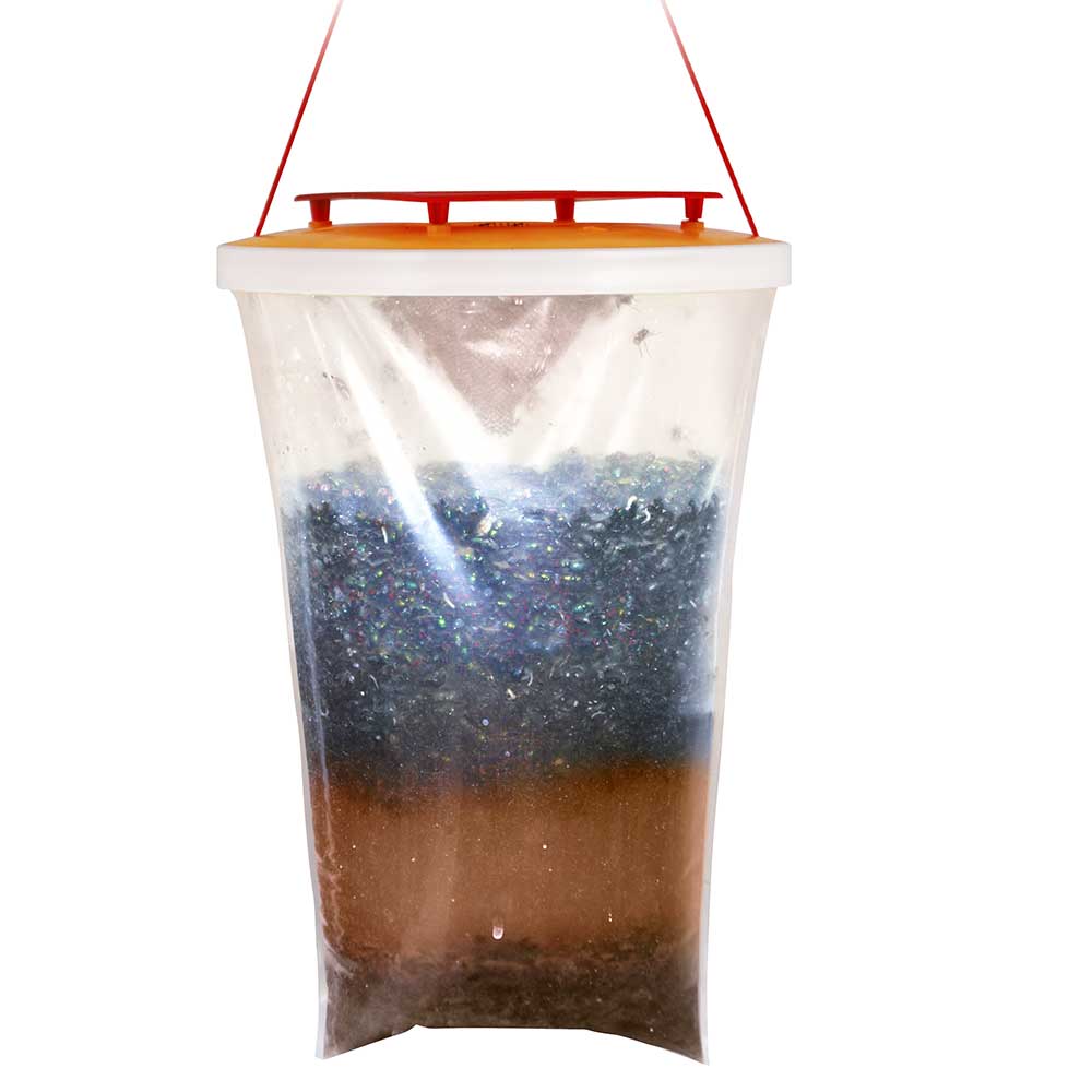 Redtop Fly Trap Catcher, full of flies