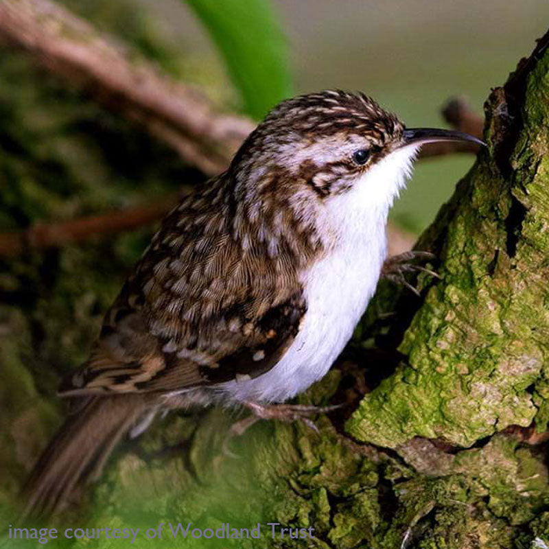 Tree Creeper