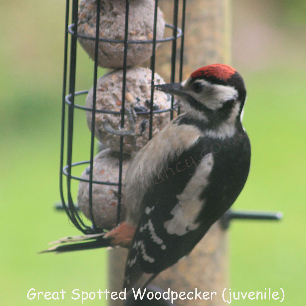 FSF Wild Bird Suet Fat Balls